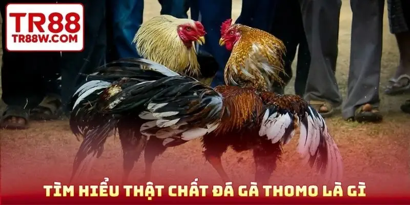 Tìm hiểu thật chất đá gà Thomo là gì